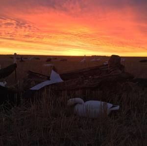 Meet your Posher, Gage